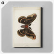 1-9_Moths-and-Butterflies-of-the-United-States_canvas