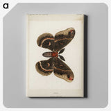 1-9_Moths-and-Butterflies-of-the-United-States_canvas