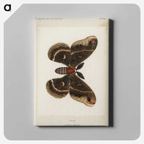 1-9_Moths-and-Butterflies-of-the-United-States_canvas