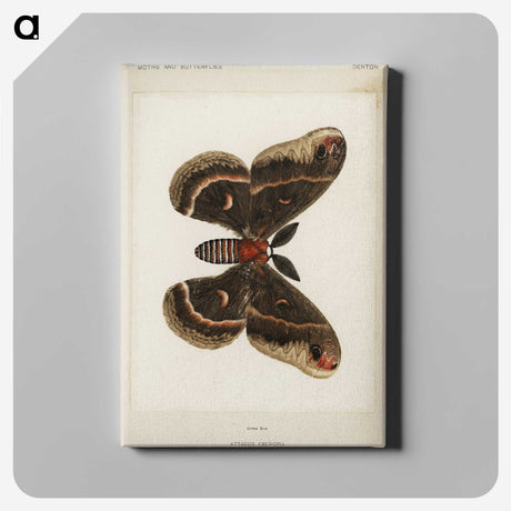1-9_Moths-and-Butterflies-of-the-United-States_canvas