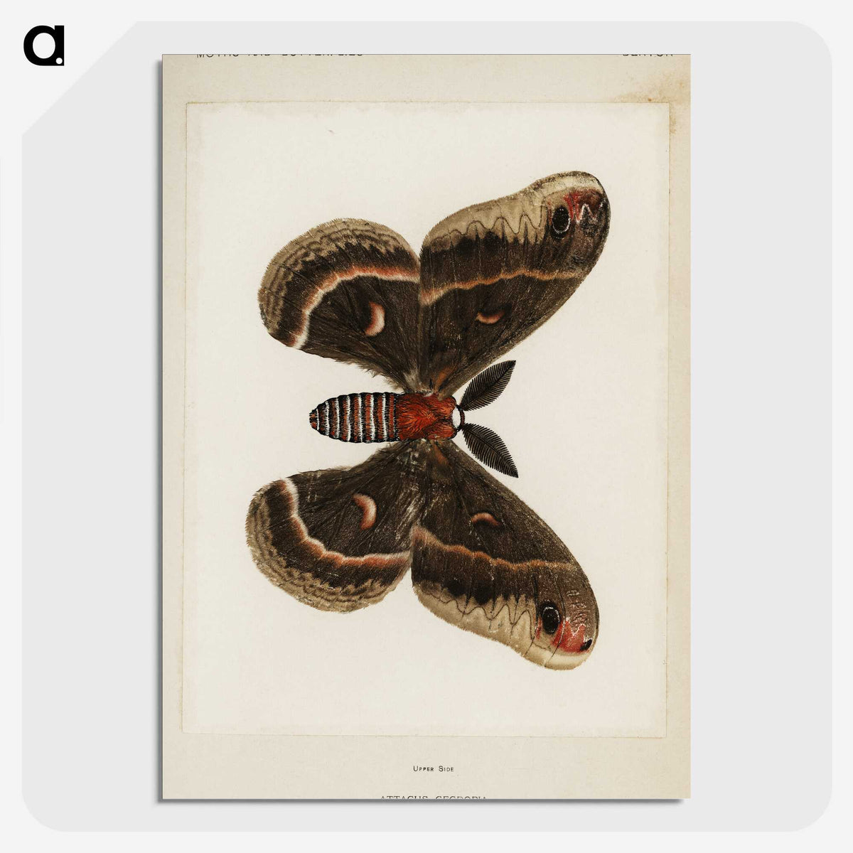 1-9_Moths-and-Butterflies-of-the-United-States_picture-crop
