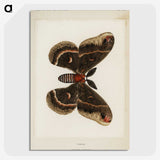 1-9_Moths-and-Butterflies-of-the-United-States_picture-crop