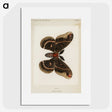 1-9_Moths-and-Butterflies-of-the-United-States_picture