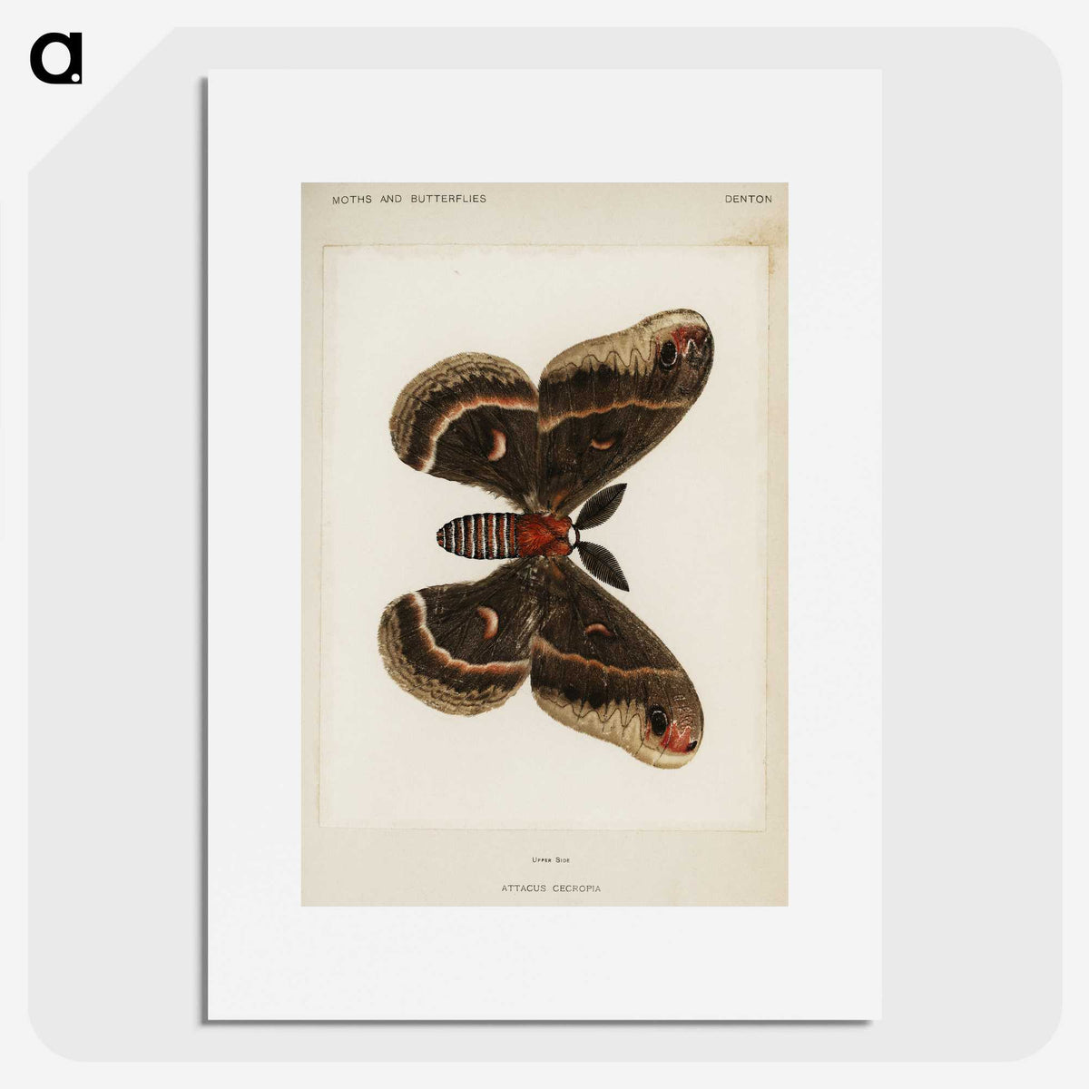 1-9_Moths-and-Butterflies-of-the-United-States_picture