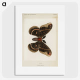 1-9_Moths-and-Butterflies-of-the-United-States_picture