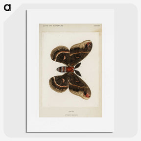 1-9_Moths-and-Butterflies-of-the-United-States_picture