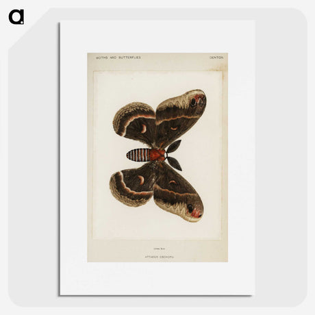 1-9_Moths-and-Butterflies-of-the-United-States_picture