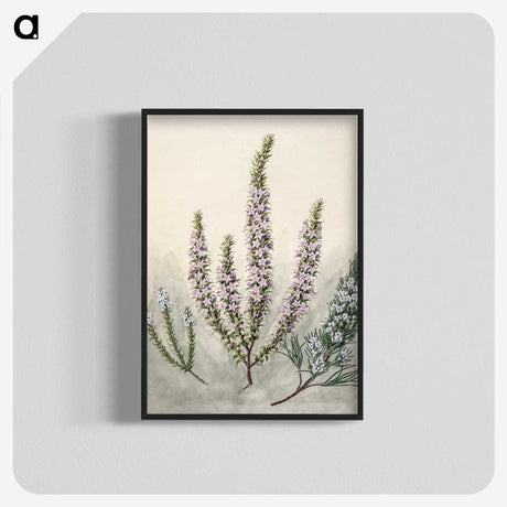 1-9_Native-Flowering-Plants-of-New-Zealand_blk-crop