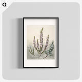 1-9_Native-Flowering-Plants-of-New-Zealand_blk