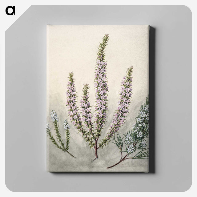 1-9_Native-Flowering-Plants-of-New-Zealand_canvas