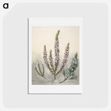 1-9_Native-Flowering-Plants-of-New-Zealand_hagaki