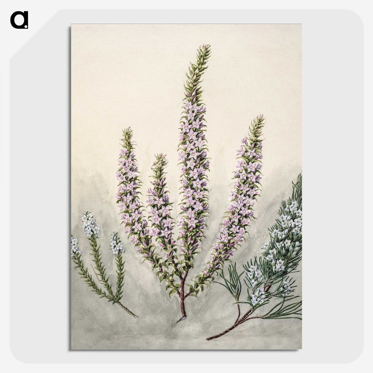 1-9_Native-Flowering-Plants-of-New-Zealand_picture-crop