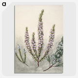 1-9_Native-Flowering-Plants-of-New-Zealand_picture-crop