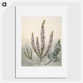 1-9_Native-Flowering-Plants-of-New-Zealand_picture