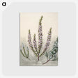 1-9_Native-Flowering-Plants-of-New-Zealand_postcard