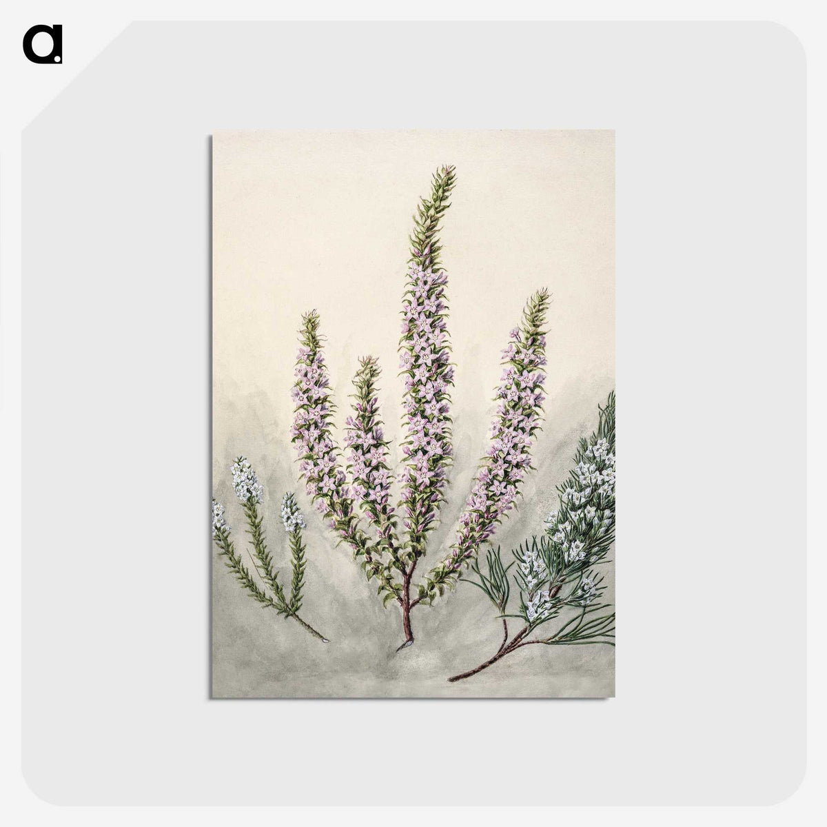 1-9_Native-Flowering-Plants-of-New-Zealand_postcard