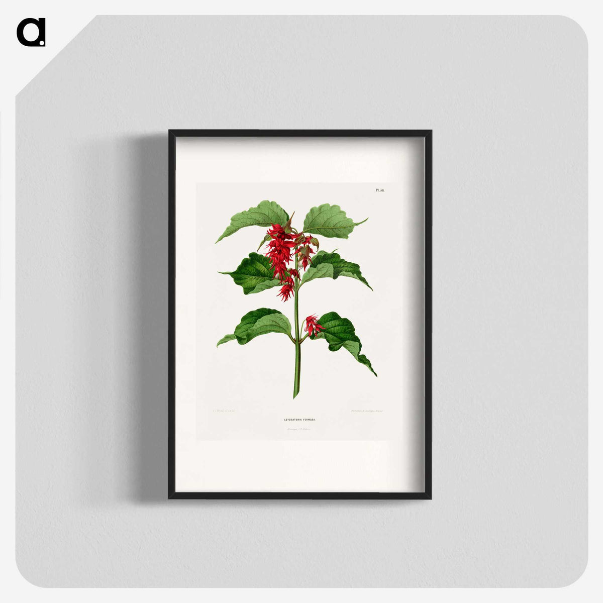 1-9_Nederlandsche-Flora-en-Pomona_blk