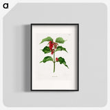 1-9_Nederlandsche-Flora-en-Pomona_blk