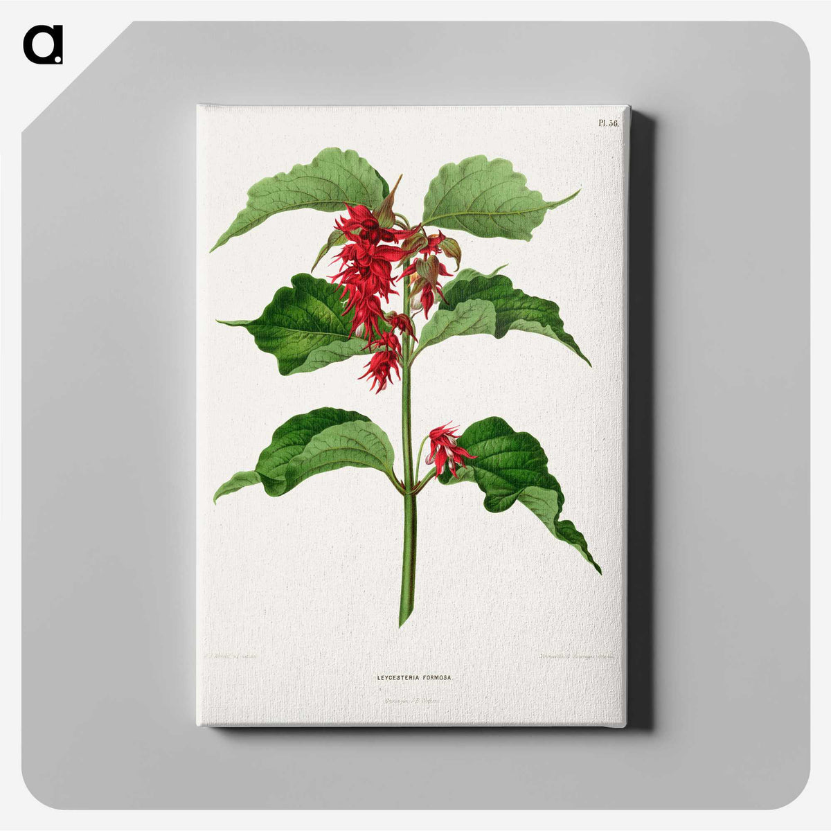 1-9_Nederlandsche-Flora-en-Pomona_canvas