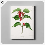 1-9_Nederlandsche-Flora-en-Pomona_canvas
