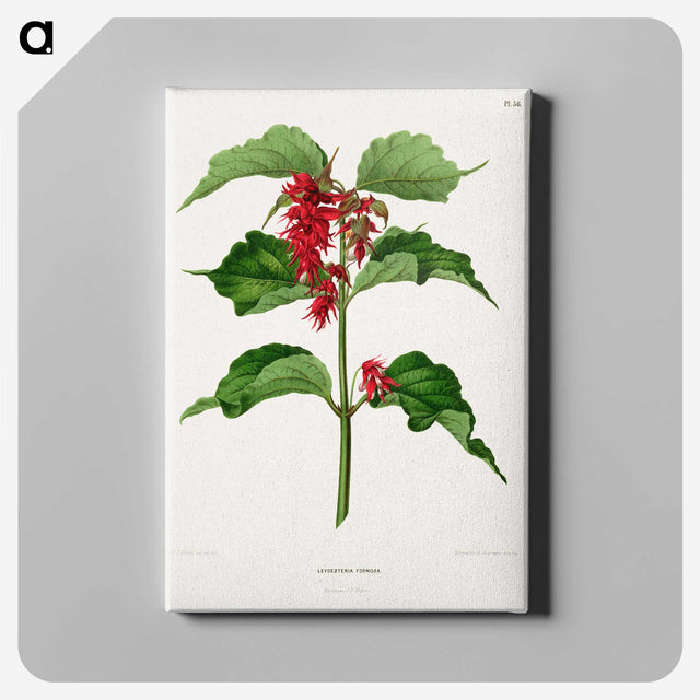 1-9_Nederlandsche-Flora-en-Pomona_canvas