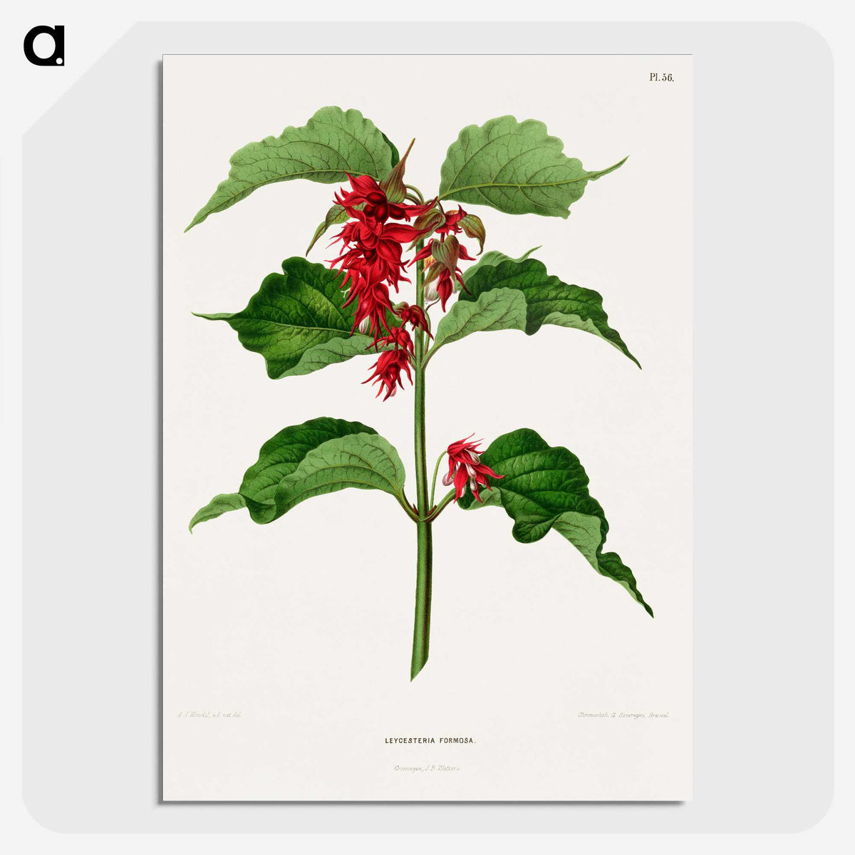 1-9_Nederlandsche-Flora-en-Pomona_picture-crop