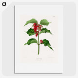 1-9_Nederlandsche-Flora-en-Pomona_picture