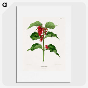 1-9_Nederlandsche-Flora-en-Pomona_picture
