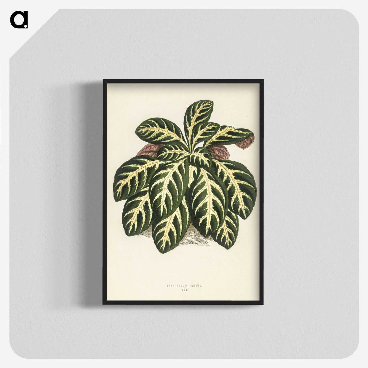 1-9_New-and-Rare-Beautiful-Leaved-Plants_blk-crop