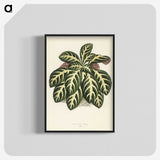1-9_New-and-Rare-Beautiful-Leaved-Plants_blk-crop