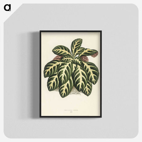 1-9_New-and-Rare-Beautiful-Leaved-Plants_blk-crop