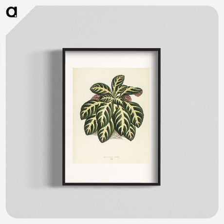 1-9_New-and-Rare-Beautiful-Leaved-Plants_blk