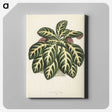 1-9_New-and-Rare-Beautiful-Leaved-Plants_canvas