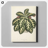 1-9_New-and-Rare-Beautiful-Leaved-Plants_canvas