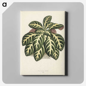 1-9_New-and-Rare-Beautiful-Leaved-Plants_canvas