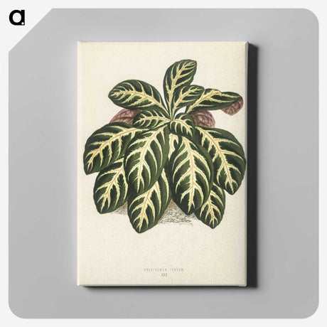 1-9_New-and-Rare-Beautiful-Leaved-Plants_canvas