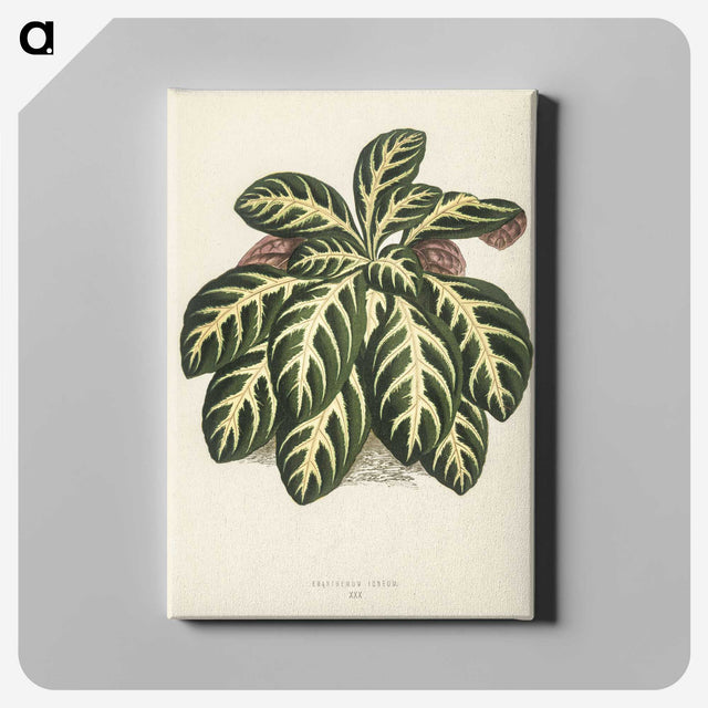1-9_New-and-Rare-Beautiful-Leaved-Plants_canvas