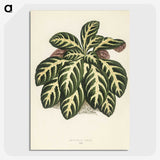 1-9_New-and-Rare-Beautiful-Leaved-Plants_picture-crop
