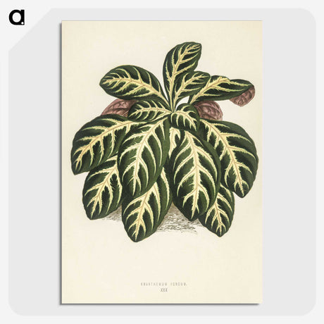 1-9_New-and-Rare-Beautiful-Leaved-Plants_picture-crop