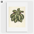 1-9_New-and-Rare-Beautiful-Leaved-Plants_picture