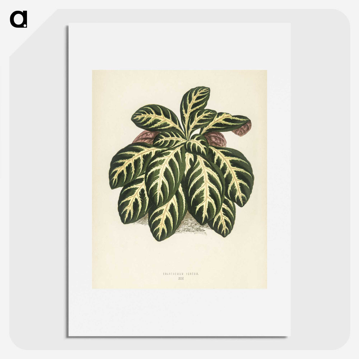 1-9_New-and-Rare-Beautiful-Leaved-Plants_picture