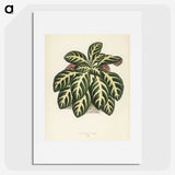 1-9_New-and-Rare-Beautiful-Leaved-Plants_picture