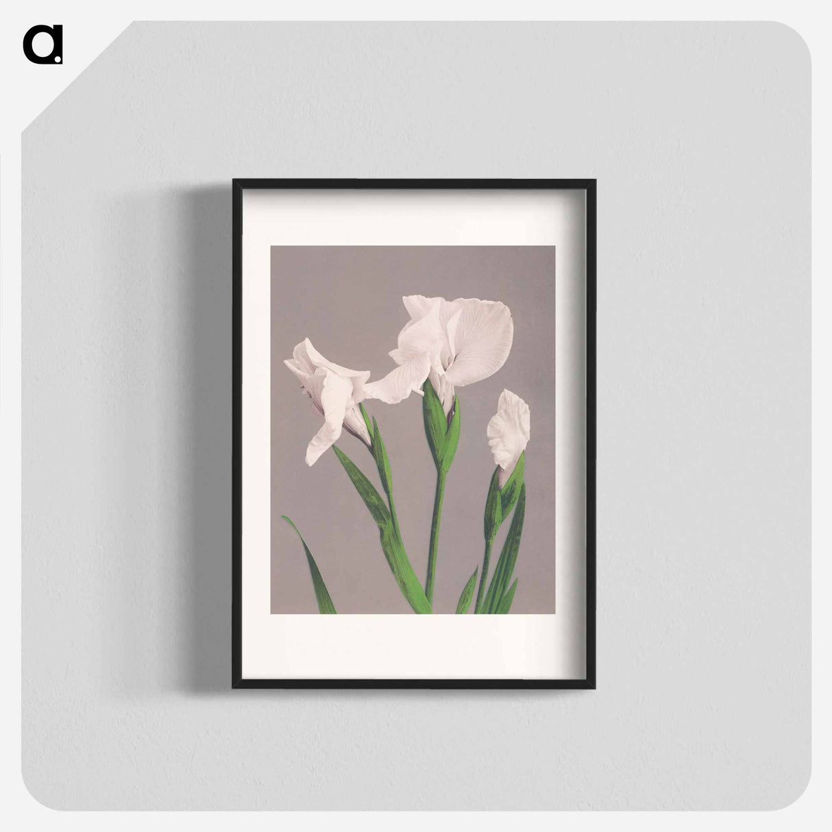 White Irises - 小川 一正 Poster.