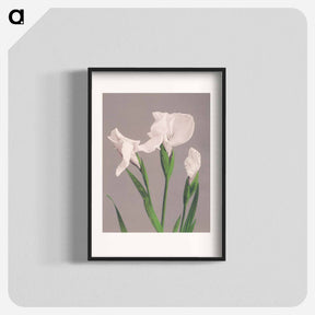 アートポスター-White Irises - 小川 一正 Poster.