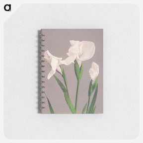 アートメモ帳-White Irises - 小川 一正 Memo.