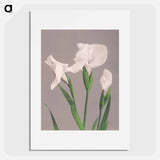 White Irises - Kazumasa Ogawa Poster.