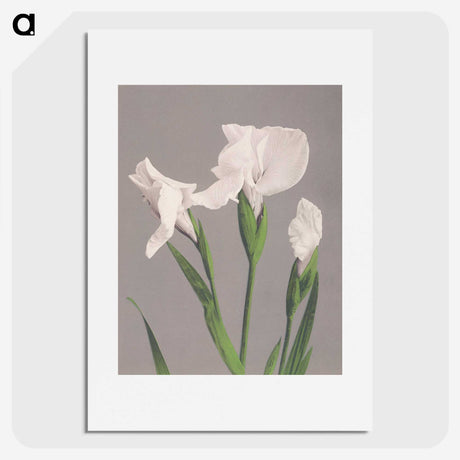 1-9_Ogawa-Kazumasa_picture