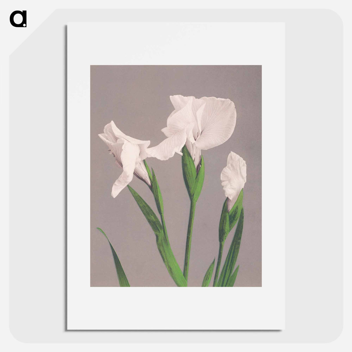 White Irises - 小川 一正 Poster.