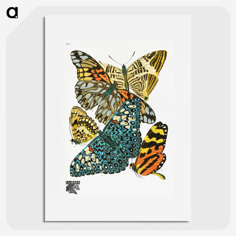 1-9_Papillons_picture