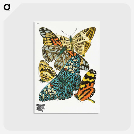 アートポストカード-Vintage Butterflies
 - パピヨン Postcard.